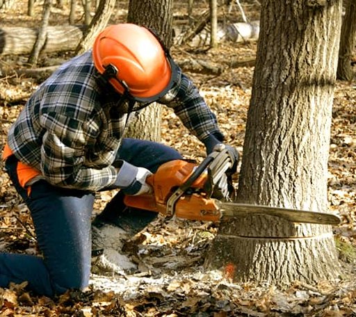 Tree Removal in Saint Augustine, IL